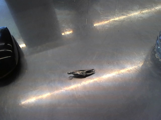 Pince de crab en breloque