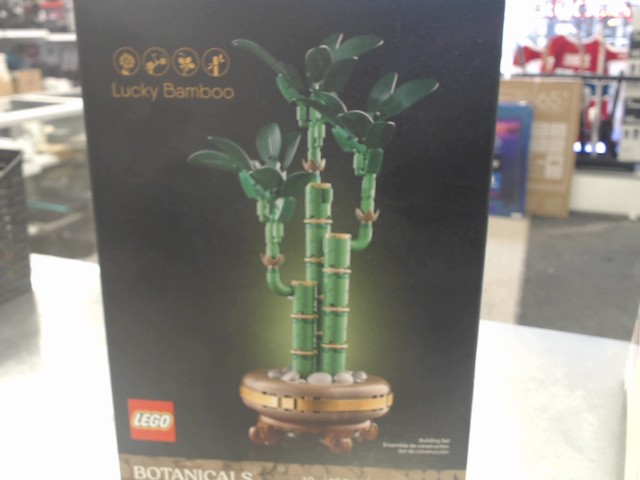 Lucky bamboo