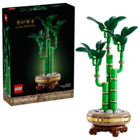 Lucky bamboo