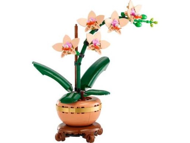 Mini orchid