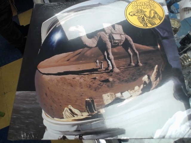 Brass camel viyl new